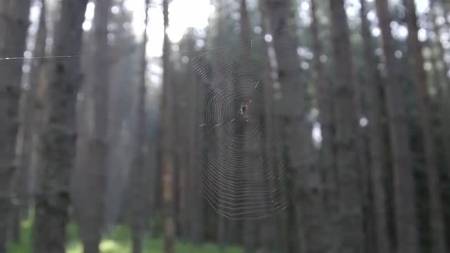 Spider Building A Cobweb: Stock Video