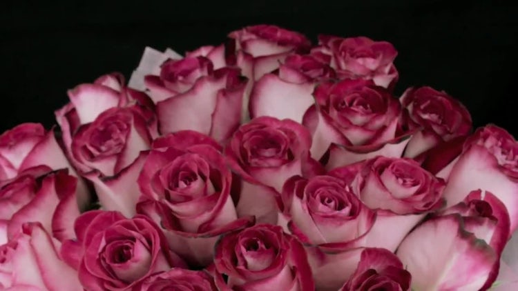 Bouquet Of Pink Rose Buds: Stock Video