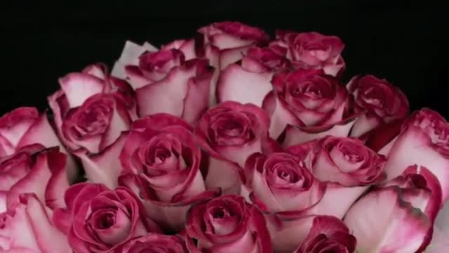 Bouquet Of Pink Rose Buds: Stock Video