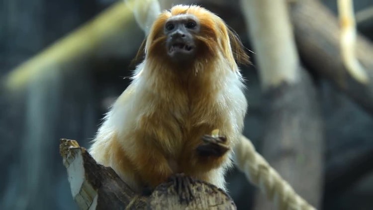 Beautiful Golden Lion Tamarin Eating: Stock Video