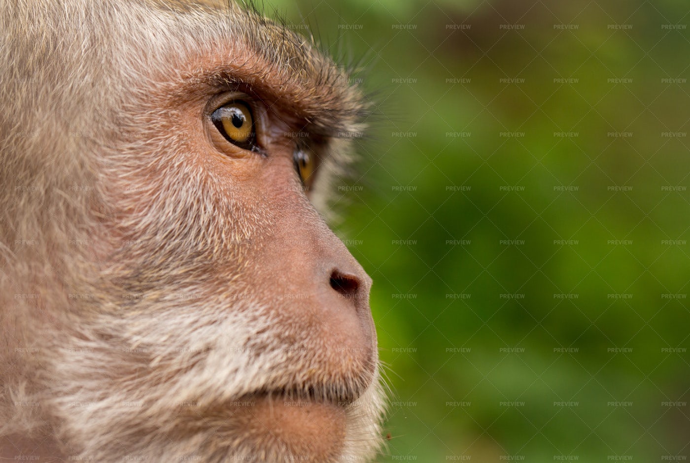Macaque: Stock Photos
