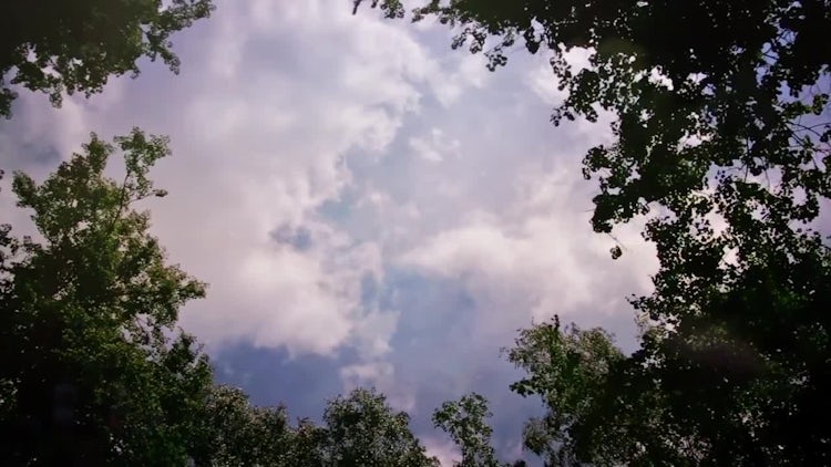 Sky Forest: Stock Video