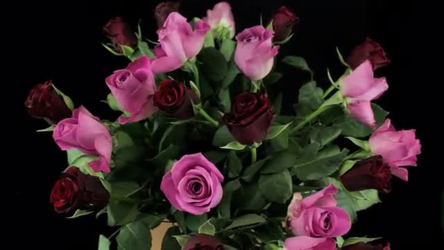 Rotating Roses Bouquet: Stock Video