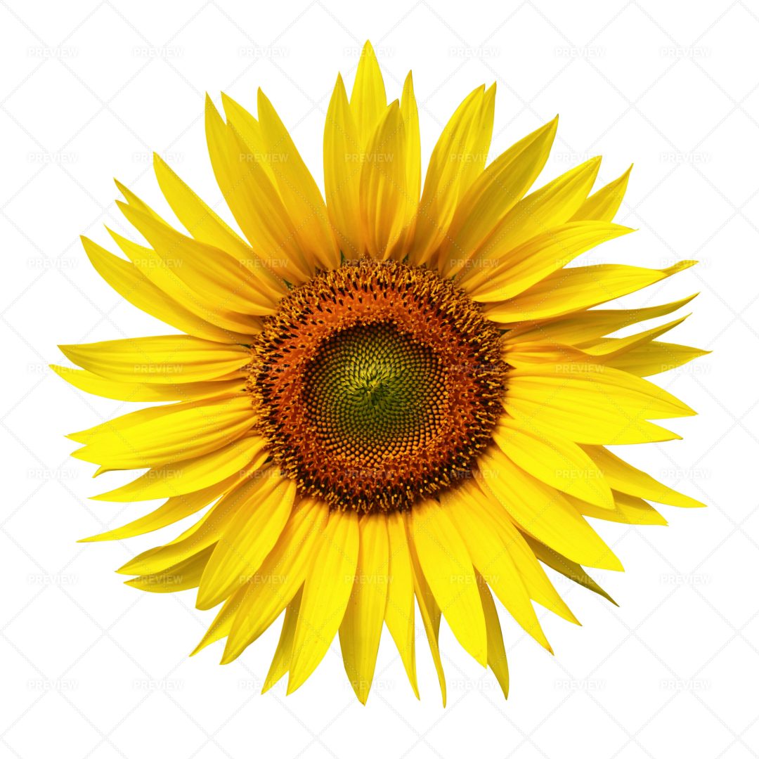 Sunflower: Stock Photos