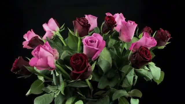 Red And Pink Roses Rotating: Stock Video