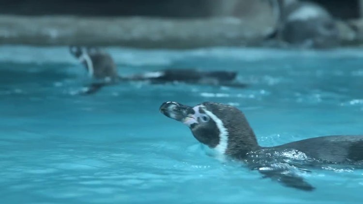 Penguins Swimming In Their Enclosure: Stock Video