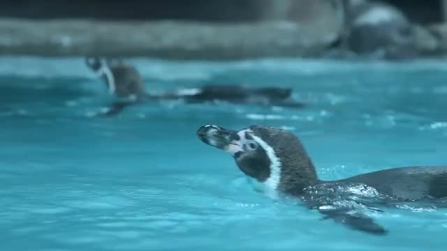 Penguins Swimming In Their Enclosure: Stock Video