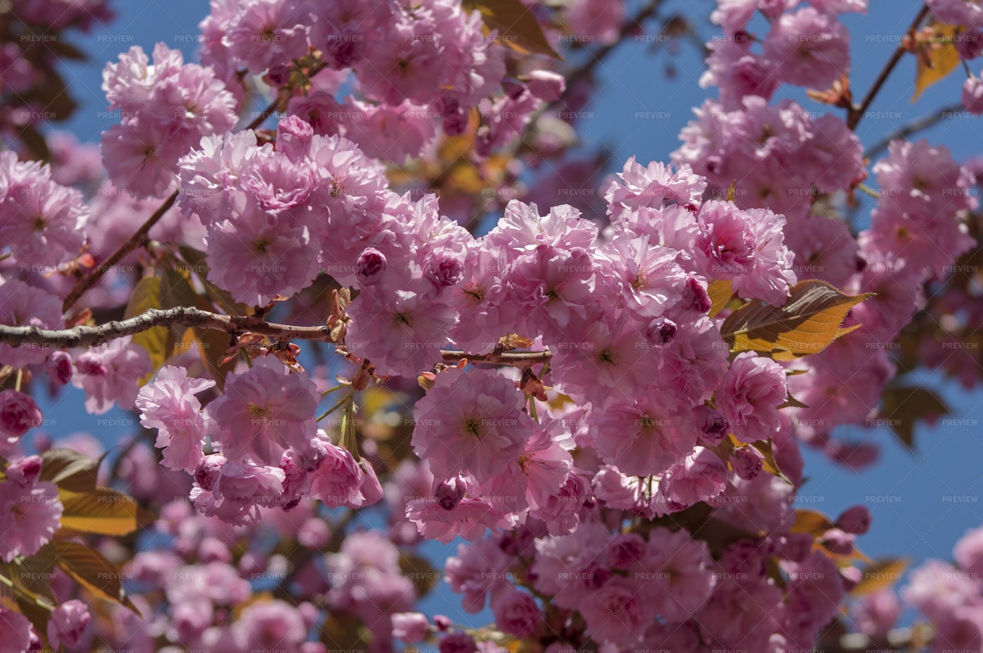 Tree With Pink Flowers: Stock Photos