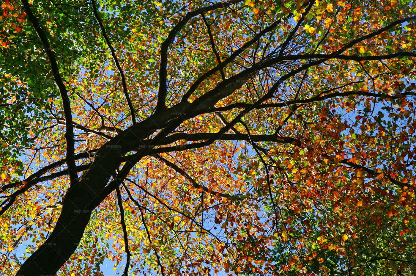 Tree With Colorful Leaves - Stock Photos | Motion Array