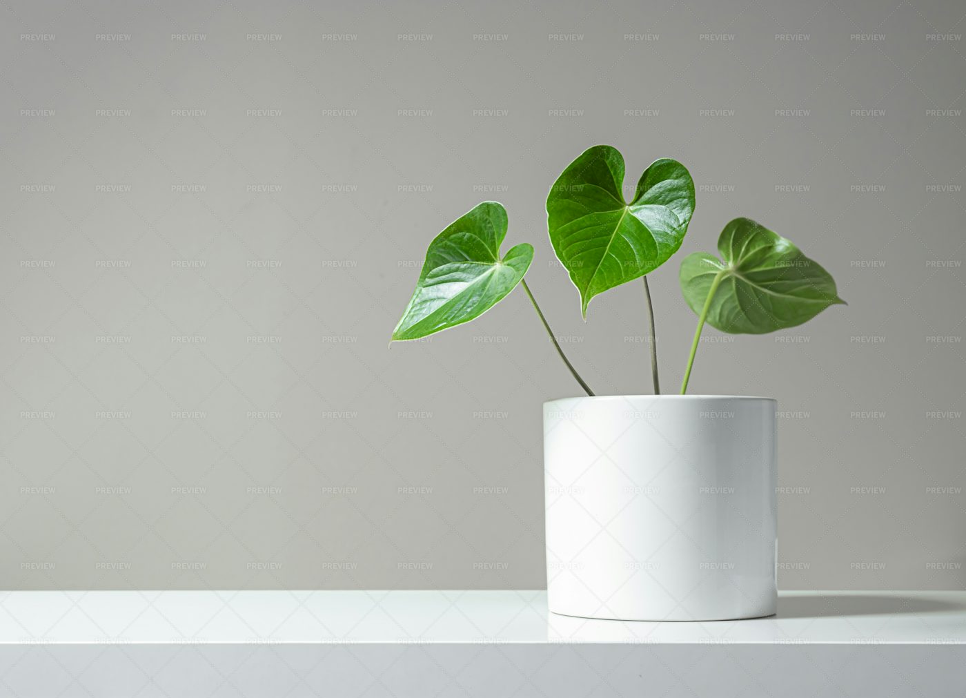 Anthurium In A White Pot: Stock Photos