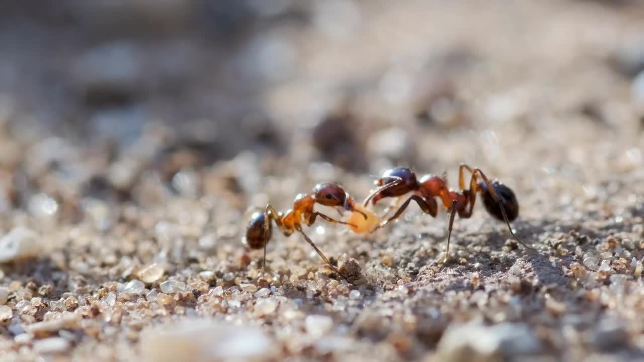 The Teamwork Of Ants - Stock Video 