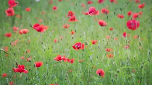 Poppy Flowers In The Meadow: Stock Video