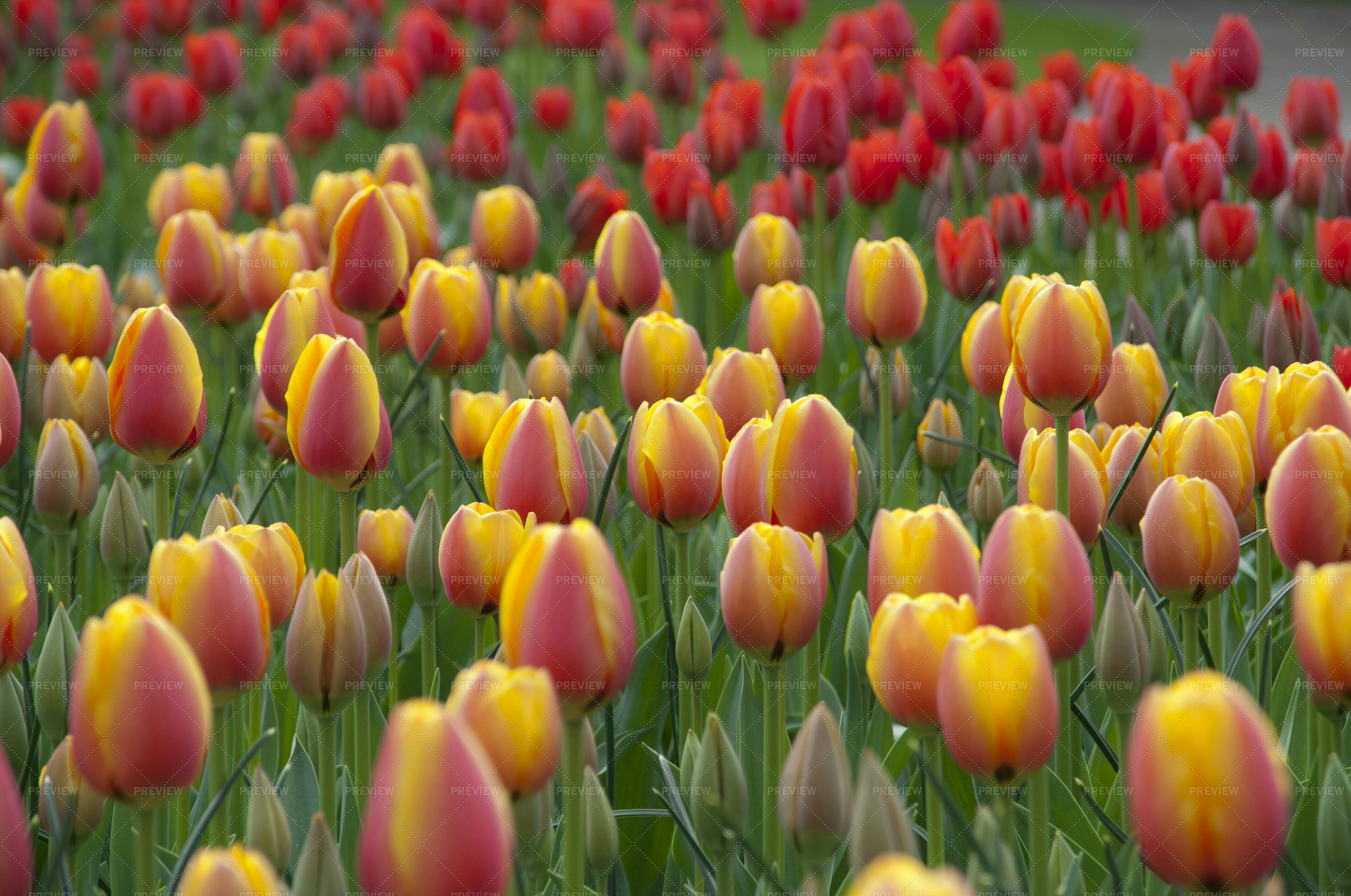 Flower Bed Of Tulips - Stock Photos | Motion Array