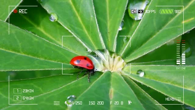 Camera Interface - Recording Screen: Stock Motion Graphics