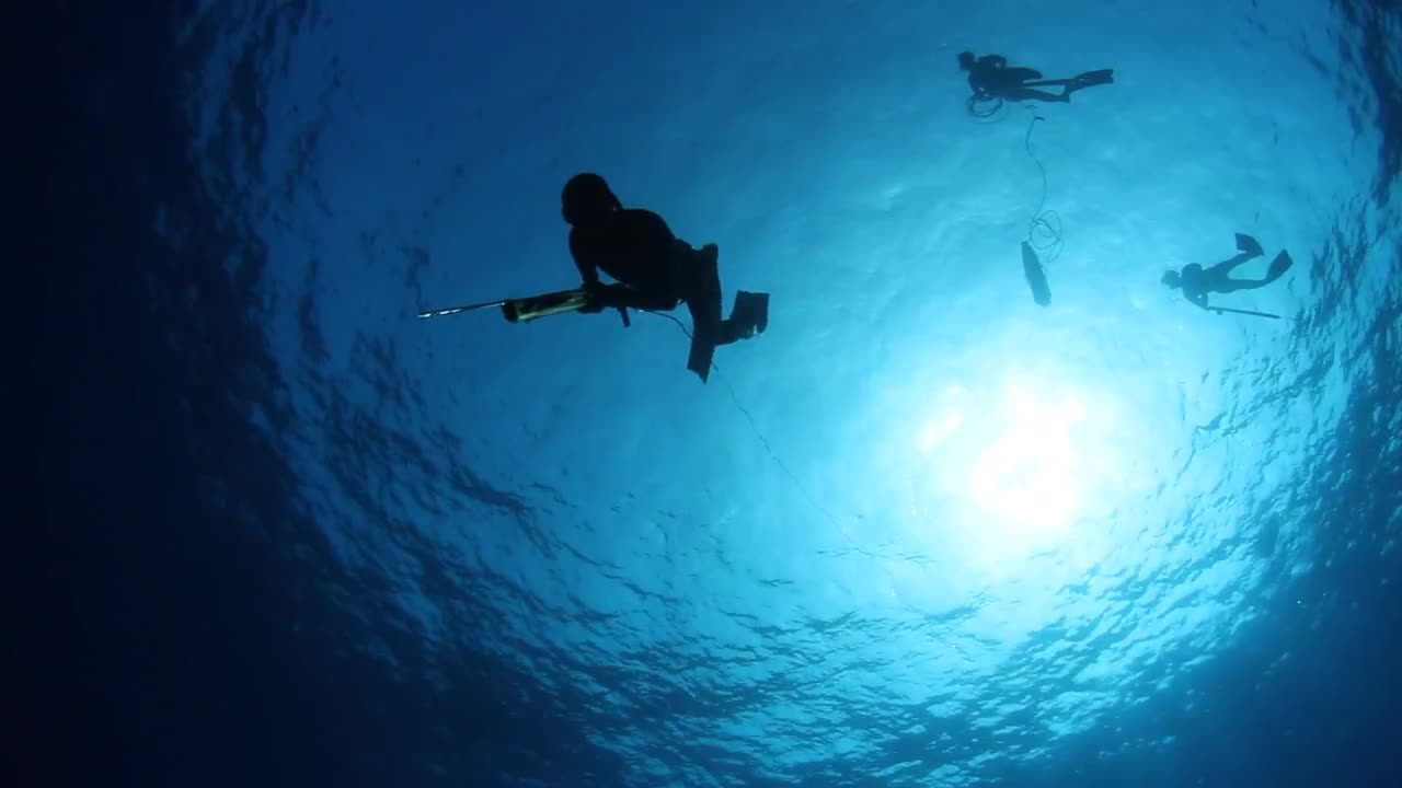Free Divers Diving Down Stock Video Motion Array
