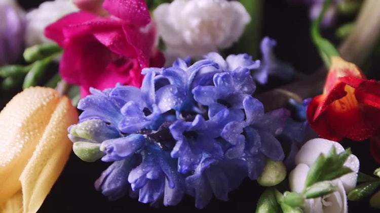 Fresh Flowers With Dewdrops: Stock Video