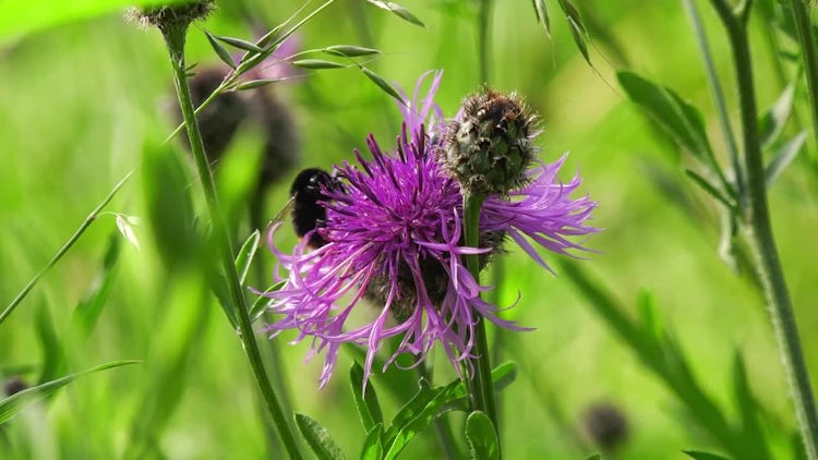 Bumblebee Feeding On Nectar: Stock Video