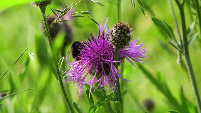Bumblebee Feeding On Nectar: Stock Video