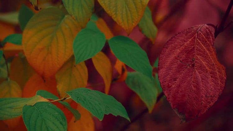 Beautiful Autumn Leaves In Wind: Stock Video