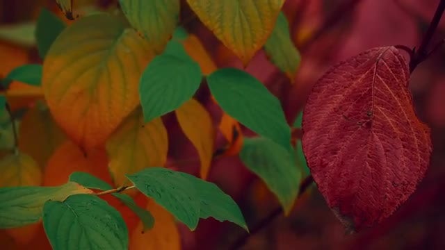 Beautiful Autumn Leaves In Wind: Stock Video