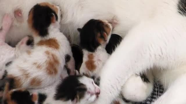 Mother Cat Breastfeeding Newborn Kittens: Stock Video