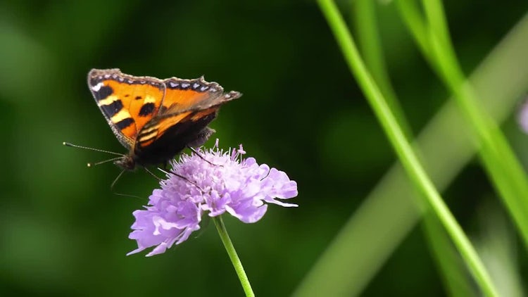 Butterfly Sucking Nectar From Scabiosa : Stock Video