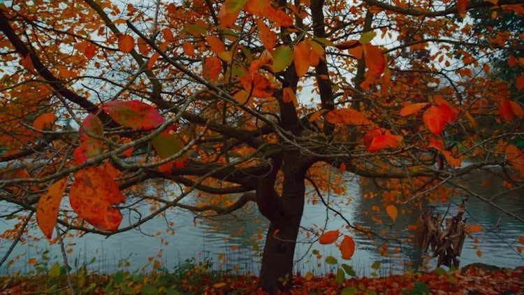 Autumn Tree With Falling Leaves: Stock Video