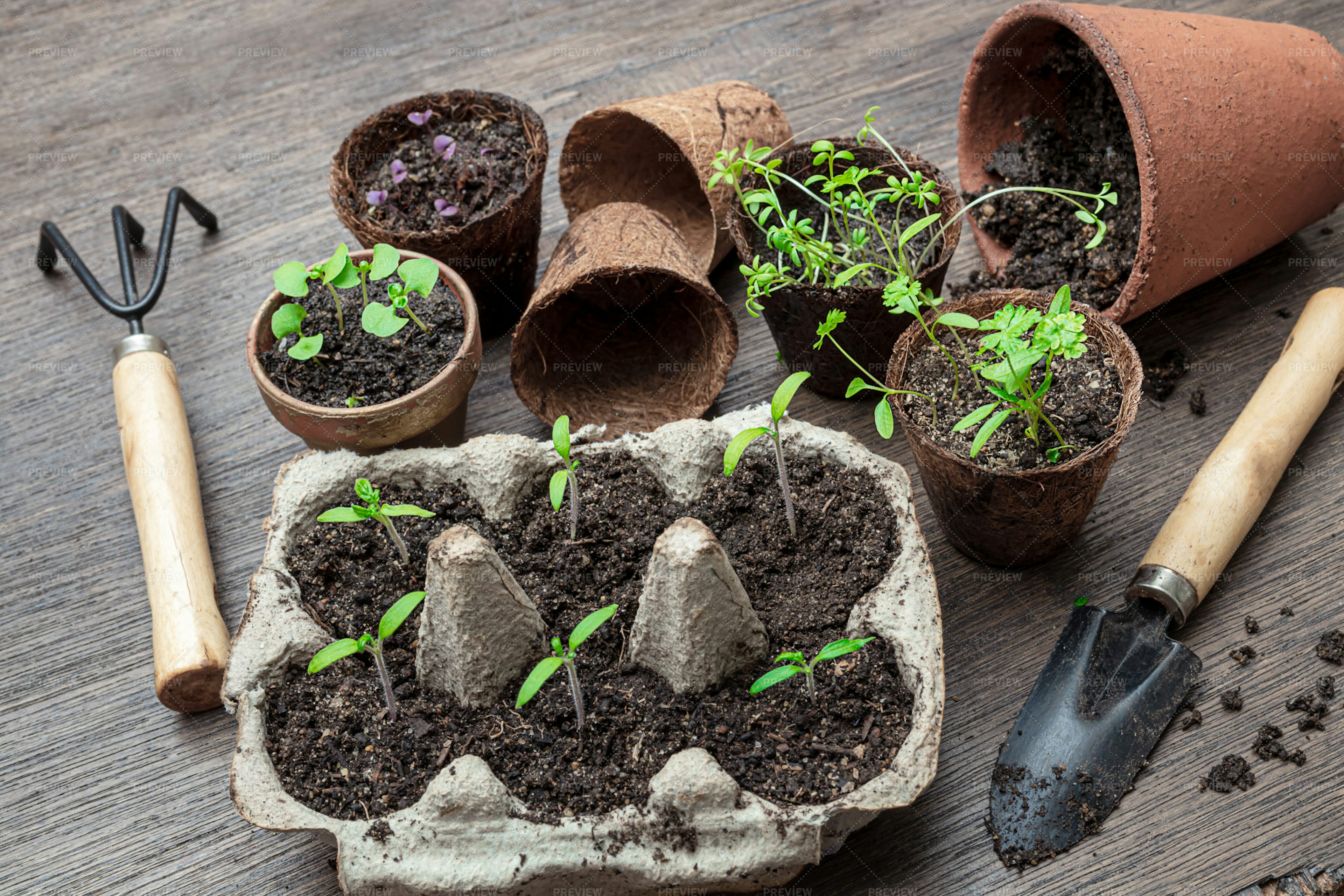 Seedlings And Gardening Tools - Stock Photos | Motion Array