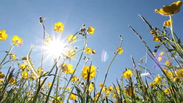 Summer Flowers Background: Stock Video