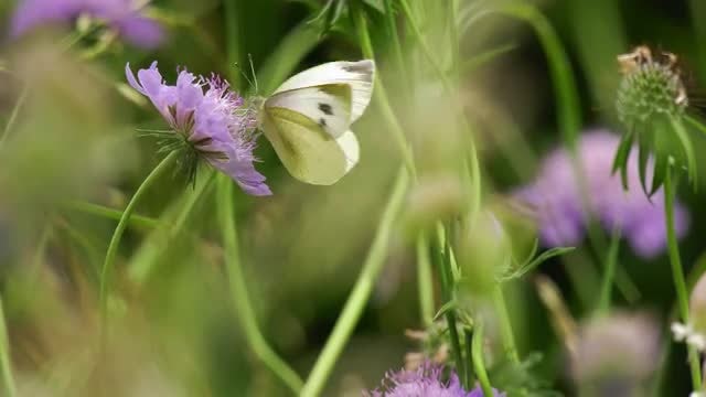 Close Up Of Butterfly On Scabious: Stock Video