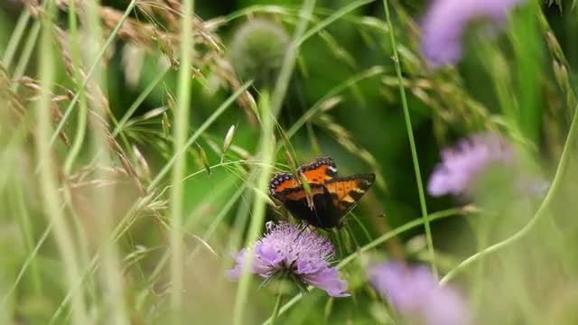 Long Shot Of Colorful Butterflies: Stock Video