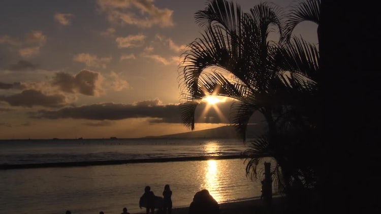 Palm Tree Silhouette at Sunset: Stock Video