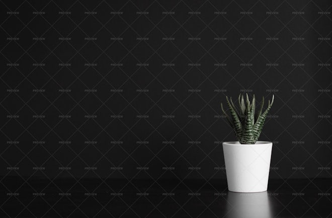 Green Office Plant - Stock Photos | Motion Array