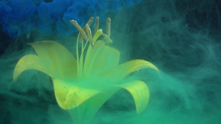Colored Paints Spreading On Flower : Stock Video