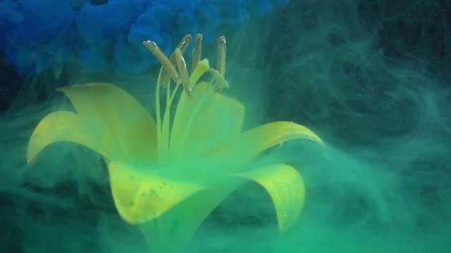 Colored Paints Spreading On Flower : Stock Video