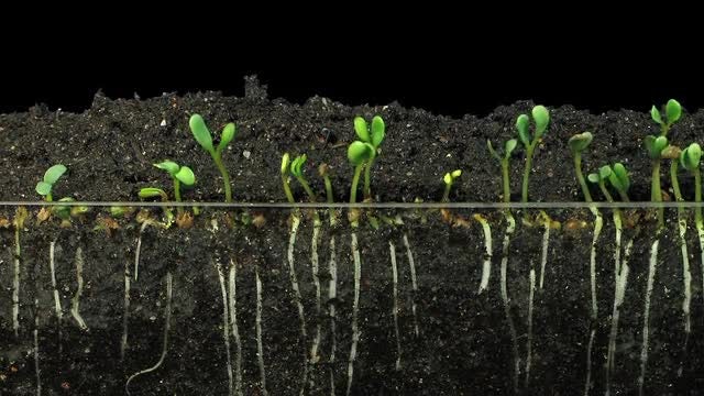 Growing Alfalfa Vegetable Sprouts: Stock Video