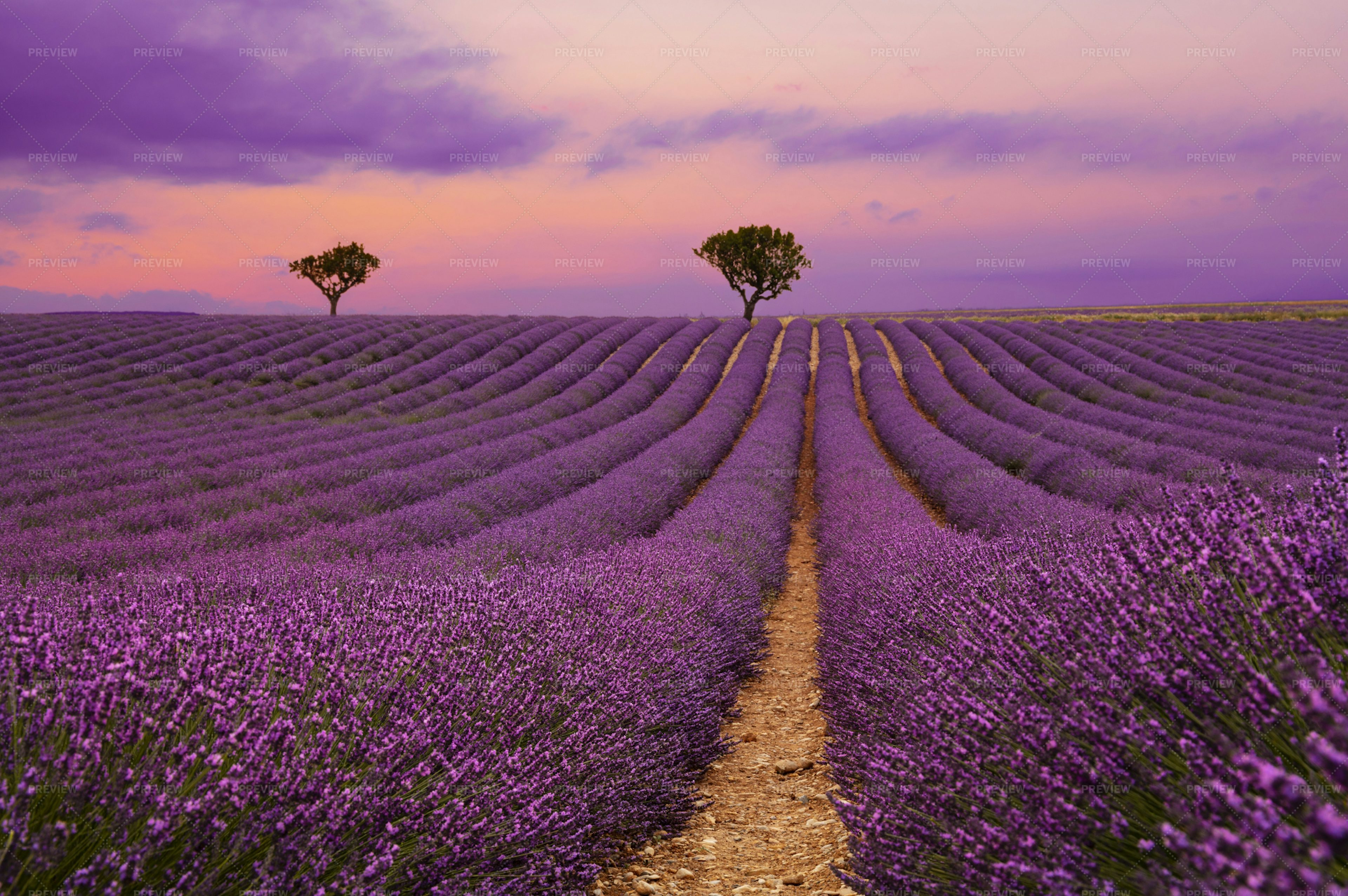 Purple Lavender Field At Sunset - Stock Photos | Motion Array