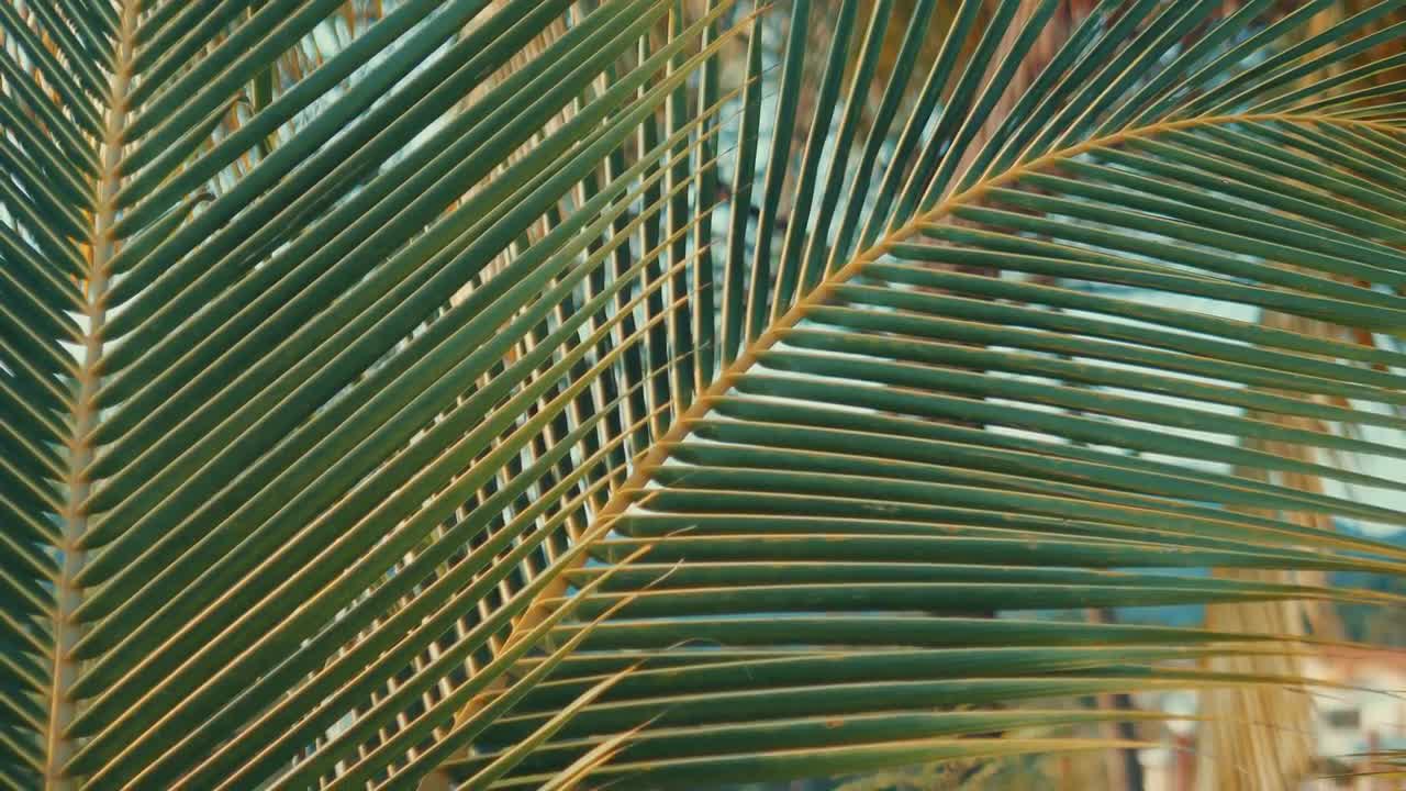 Tropical Palm Frond Background - Stock Video | Motion Array