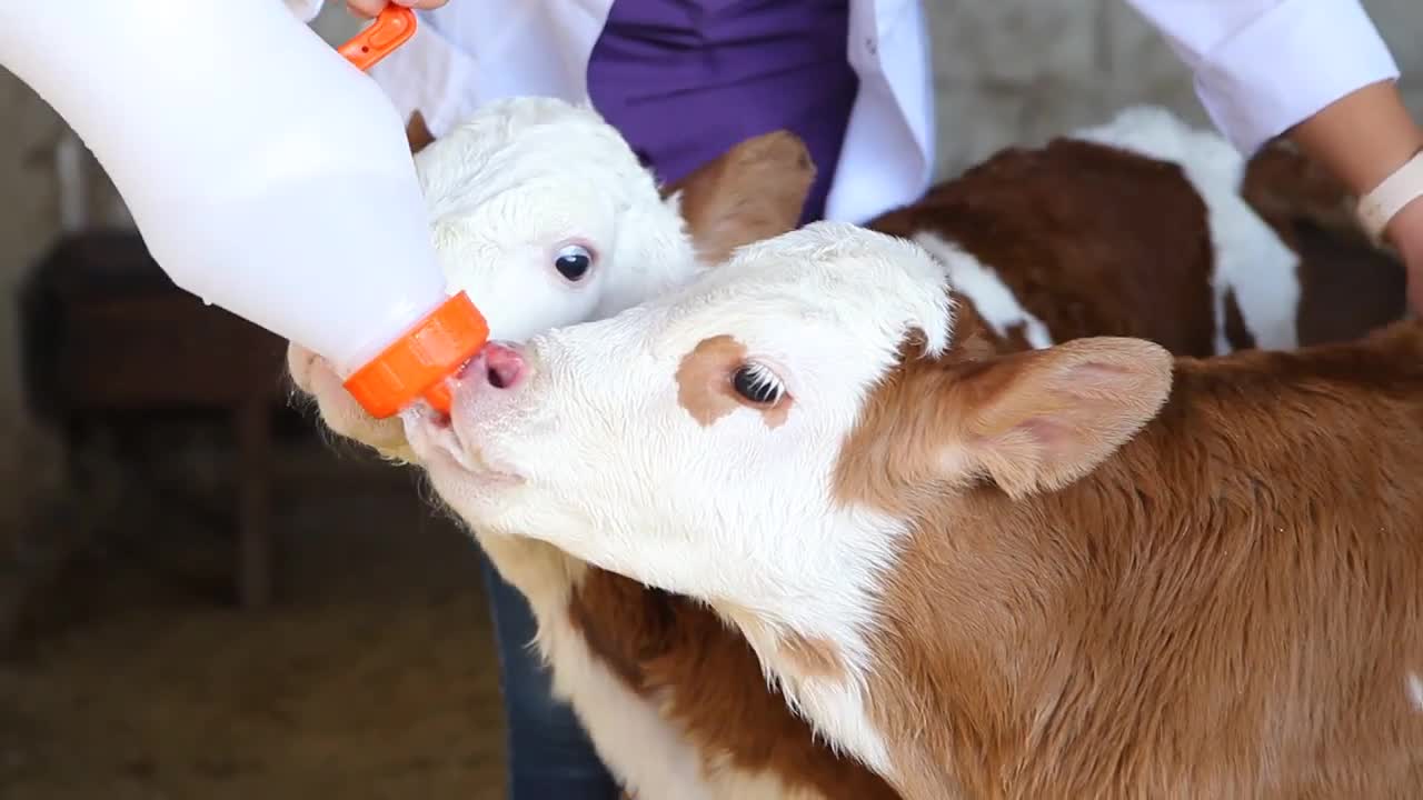 Calf Drinking Milk From A Bottle - Stock Video | Motion Array