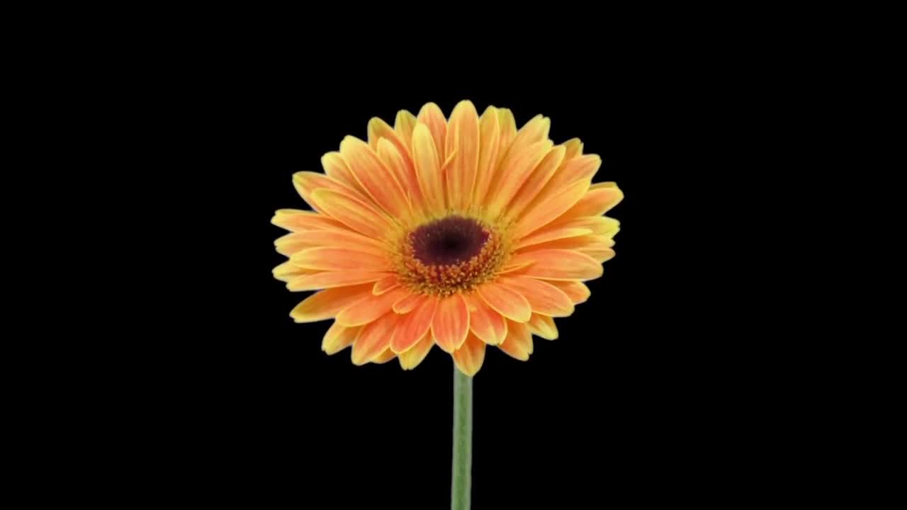 TimeLapse Of Gerbera Daisy Opening Stock Video Motion Array