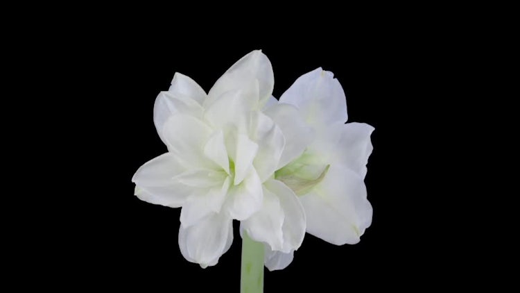 Time-Lapse Of Blooming Christmas Flower: Stock Video