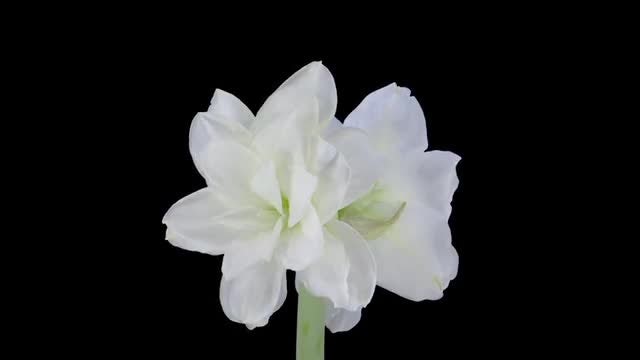 Time-Lapse Of Blooming Christmas Flower: Stock Video