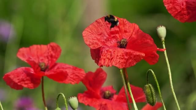 Bumblebees On Poppies: Stock Video