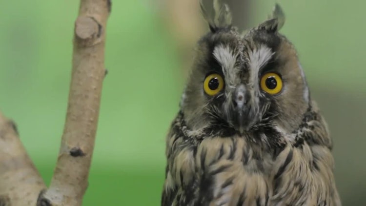 Owl Closeup: Stock Video