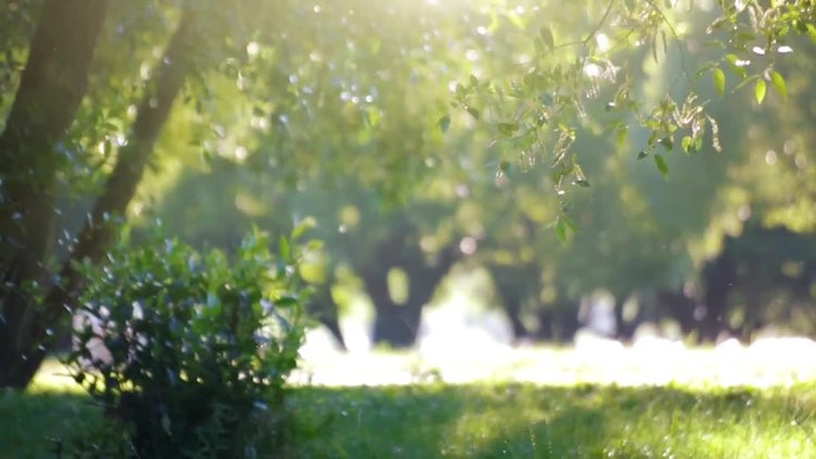 Beautiful Green Park: Stock Video