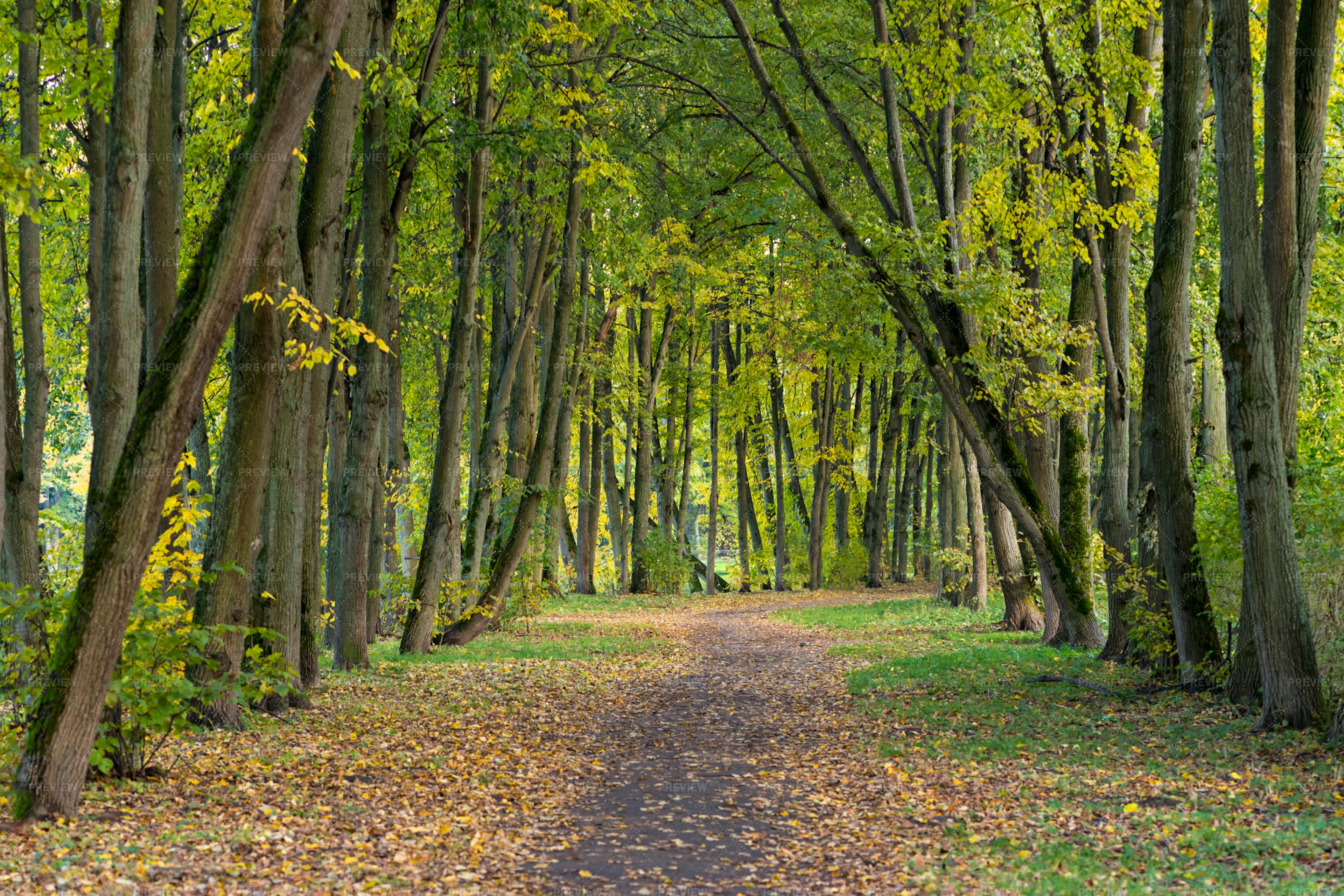 The Footpath Among Trees - Stock Photos | Motion Array