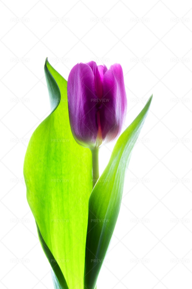 purple tulip white background