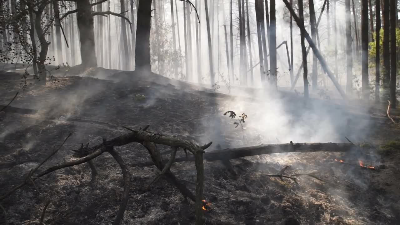 Forest Fire for apple instal free