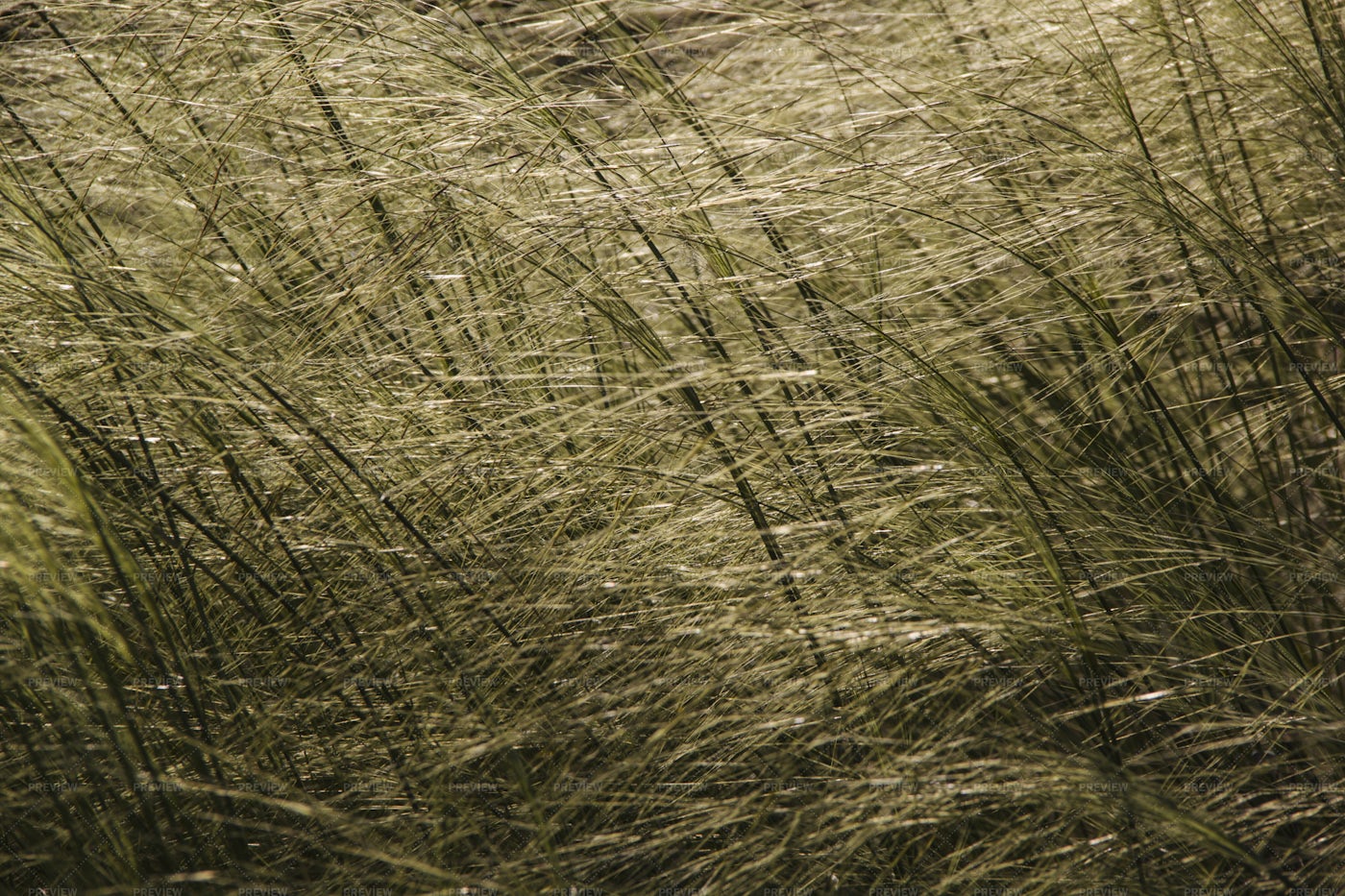 Feather Grass Background: Stock Photos
