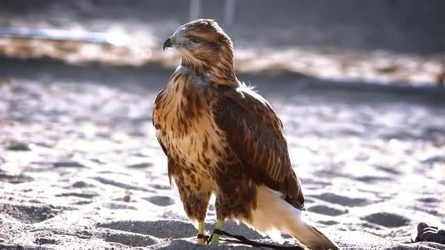 Black Kite On The Beach: Stock Video